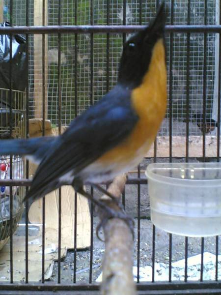 Gambar Macam Macam Burung