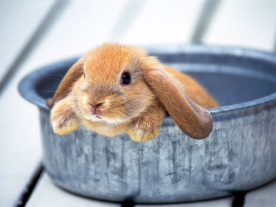 Cute Rabbit Normal Resolution HD Wallpaper 9