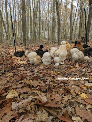 Dried leaves in chicken run without roof