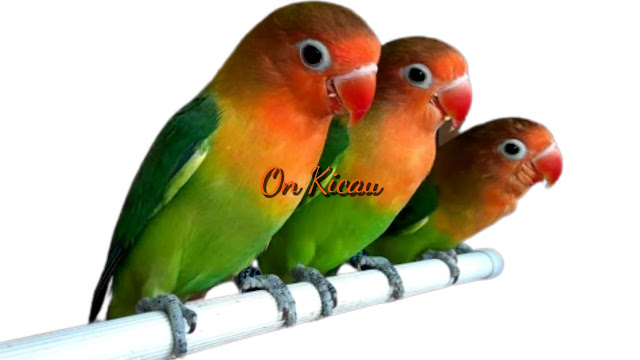 gambar lovebird josan paud