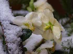 Blomster i haven om vinteren. Hvide Helleborus med sne på