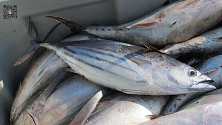 Mengenal Ikan Tongkol Dan Jenis Jenis Ikan Tongkol