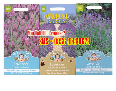 toko online bunga lavender biji seed foregill