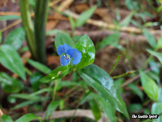 Commelina diffusa