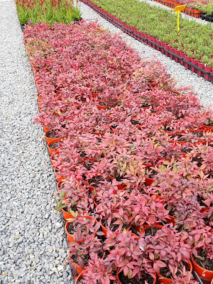 Nandina Blush - Blush™ Nandina domestica 'AKA' care and culture