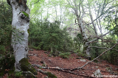 Sant Amand des del balneari de Montagut