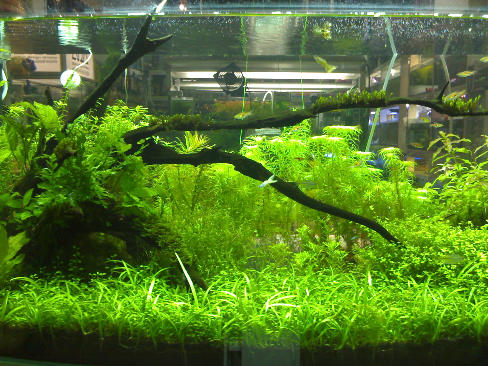 VC's Junk: Freshwater Landscaping