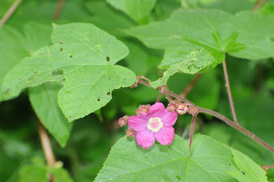 Purple-flowering Raspberry (Rubus odoratus)