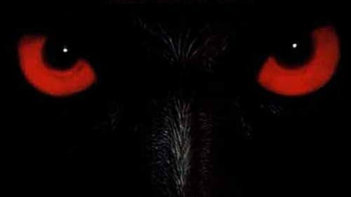 Wolfen 1981 torrent9