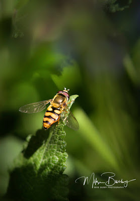 An image of a Hover Fly deep within Green Leaves - Spokane Photography Classes