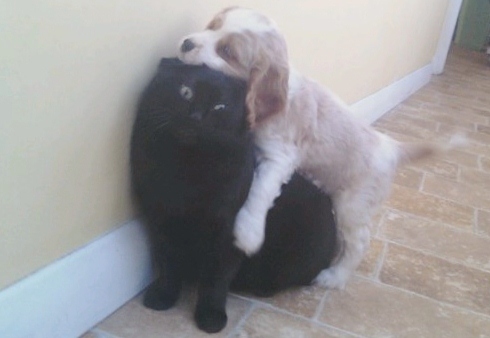 35 pictures of cats and dogs get along, cats and dogs pictures, cats and dogs are friends