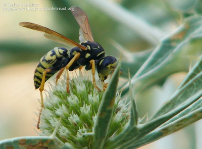 http://www.biodiversidadvirtual.org/insectarium/Polistes-semenowi-Morawitz-1889-img491139.html