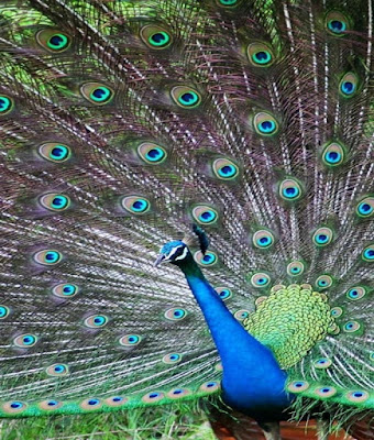 indian-national-bird-dancing-peacock-image