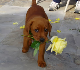 Cute dogs (50 pics), dog pictures, cute puppy brings flower with its mouth