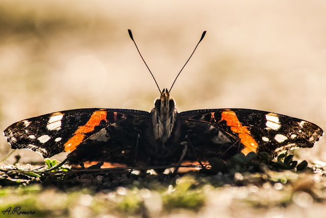 Vista frontal de Vanessa atalanta. Se aprecia el par de patas anteriores recubiertas de pelos blancos a modo de cepillo y las antenas con forma de maza características de los ninfálidos.