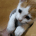 kitten in a tube