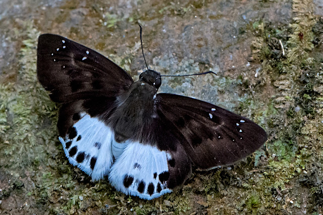 Tagiades menaka the Spotted Snow Flat