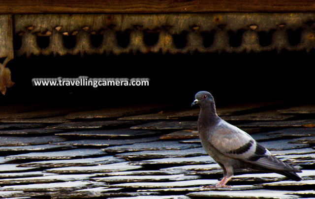 A PHOTO JOURNEY with various birds captured in my Travelling Camera during last two years... : Posted by VJ SHARMA on www.travellingcamera.com : Today we are going to share some of the photographs of selected birds shared in PHOTO JOURNEY in last three years.. Here are some of the photographs : Flying Pigeon @ Jama Masjid, Delhi, INDIA @ http://phototravelings.blogspot.com/2009/02/delhi-6-jama-masjid.htmlBlack Crowned Crane @ Delhi Zoo, INDIA @ http://phototravelings.blogspot.com/2009/02/colorful-birds-delhi-zoo.htmlPigeons in my Courtyard @ http://phototravelings.blogspot.com/2010/04/pigeons-in-my-courtyard.html ... Birds around my Home @ Mandi, Himachal Pradesh @ http://phototravelings.blogspot.com/2010/04/birds-around-my-home-mandi-himachal.htmlColorful Birds in Church @ Dalhousie!!! @ http://phototravelings.blogspot.com/2010/04/colorful-birds-in-church-dalhousie.htmlPigeons in my Courtyard @ http://phototravelings.blogspot.com/2010/04/pigeons-in-my-courtyard.htmlColorful Birds in Church @ Dalhousie!!! @ http://phototravelings.blogspot.com/2010/04/colorful-birds-in-church-dalhousie.html .. EMU with tracking device in Delhi Zoo @ http://phototravelings.blogspot.com/2009/02/delhi-zoo-revisited.html ... http://phototravelings.blogspot.com/2009/02/delhi-zoo-revisited.html .. White peacock at Delhi Zoo @ http://phototravelings.blogspot.com/2009/02/delhi-zoo-revisited.html ..Scott Kelbey's Second-Annual Worldwide Photo Walk @ Lodhi Garden, New Delhi, INDIA @ http://phototravelings.blogspot.com/2009/07/scott-kelbeys-second-annual-worldwide.htmlDuck at Lodhi Estate of Delhi, INDIA @ http://phototravelings.blogspot.com/2009/08/scott-kelbeys-second-annual-worldwide.html .. Birds @ Jama Masjid : http://phototravelings.blogspot.com/2009/08/short-visit-to-jama-masjid-during.html .. Peacock @ Ranthambore National Park, Rajasthan, INDIA  @ http://phototravelings.blogspot.com/2009/12/thats-what-i-saw-at-ranthambore.html ... A Very old visit to Sukhna Lake in Chandigarh... @ http://phototravelings.blogspot.com/2010/01/very-old-visit-to-sukhna-lake-in.html ....