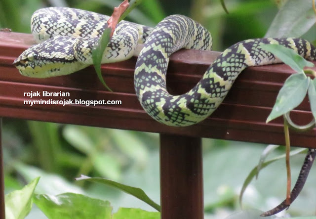 Wagler's Pit Viper in Hindhede Park