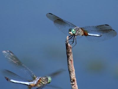 Two blue dasher dragonflies battle for a perch.