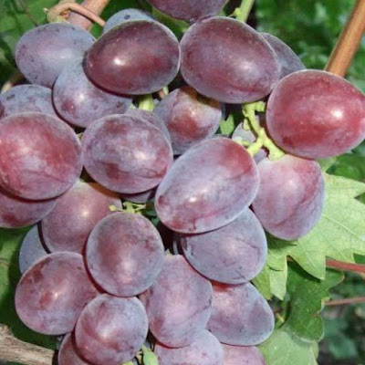 Anggur ninel, tabulampot, anggur merah, buah anggur, pohon anggur, budidaya anggur, tanaman anggur, buah anggur merah, bibit anggur, gambar anggur, bibit tanaman, jual bibit tanaman, bibit buah, bibit anggur