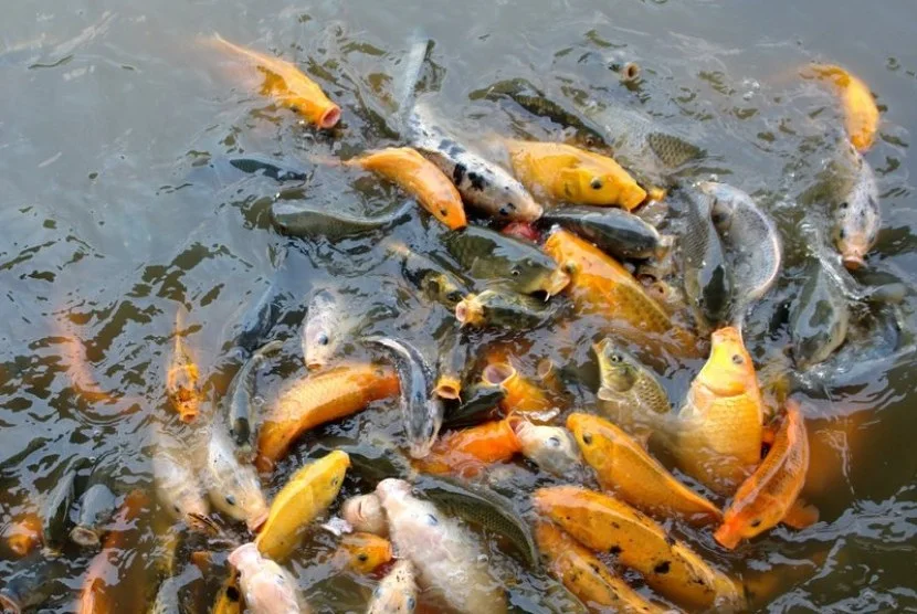 6 Jenis Hama Ikan Mas yang Sering Mengganggu Budidaya Perikanan