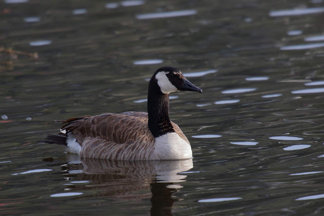 Canada Goose