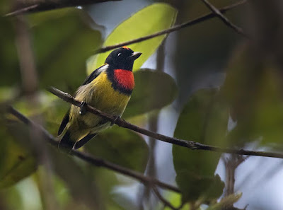 Scarlet-breasted Flowerpecker