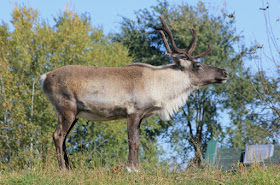 reindeer standing