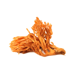 Cordyceps militaris mushroom company in Brunei | Mushroom company | Biobritte mushroom company