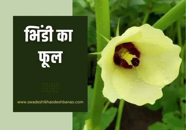 about Lady finger flower in Hindi