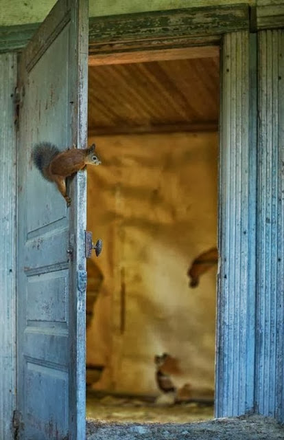 La cabaña abandonada del bosque de Kai Fagerström