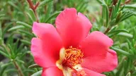 Manfaat dan Khasiat Portulaka  (Portulaca Grandiflora Hook)
