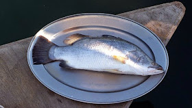 http://www.timesofoman.com/News/45724/Article-SQU-conducts-special-fish-feast-to-boost-aquaculture
