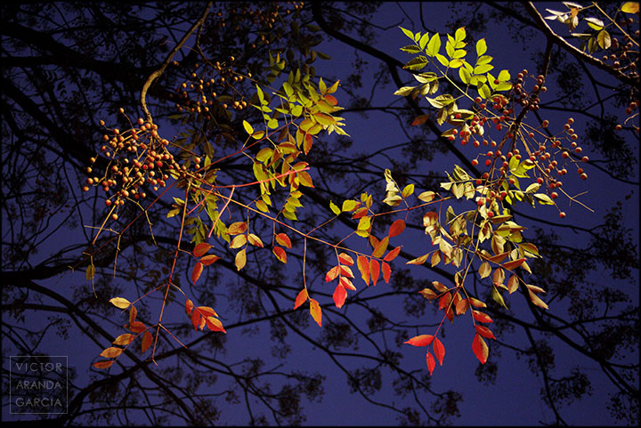 Fotografía de las ramas de un arbol iluminadas por la luz de un semáforo al caer la noche