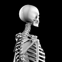 3d model human skeleton combine with biped