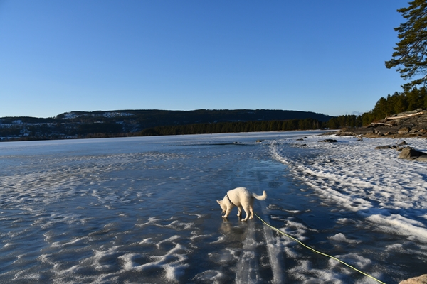 røsholmstranda hvit gjeterhund