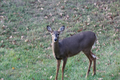 whitetail doe, Autumn twilight