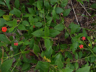 Lantana du Panama