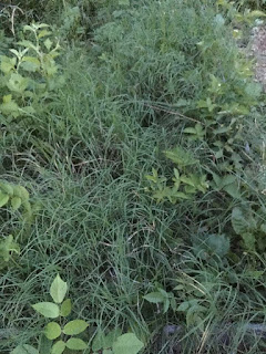 A densely overgrown raised bed, only barely visible as a grey gleam through the grass and weeds.