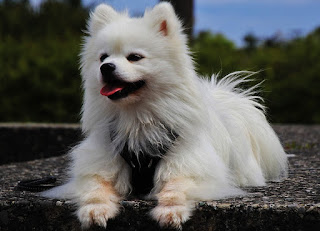 Is the Dwarf Spitz right for me