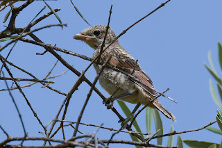 alcaudon comun-lanius senator-paseriformes-aves-alcaudon comun juvenil-