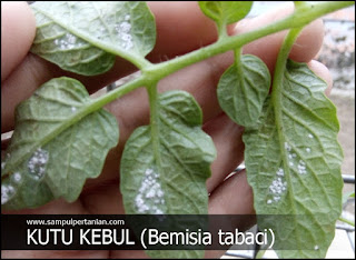 Mencegah dan mengendalikan kutu kebul (Bemisia tabaci)