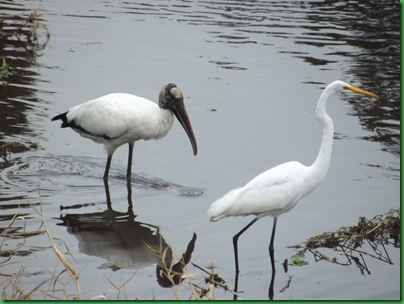 Saturday at Myakka 126