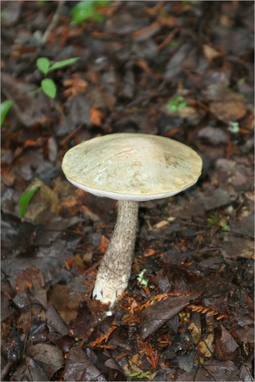 Some kind of fungus. it was big.