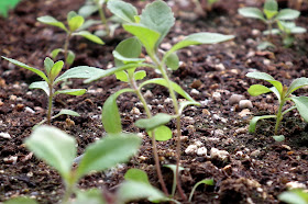  Stevia Rebaudiana small plants potted in a raised bed