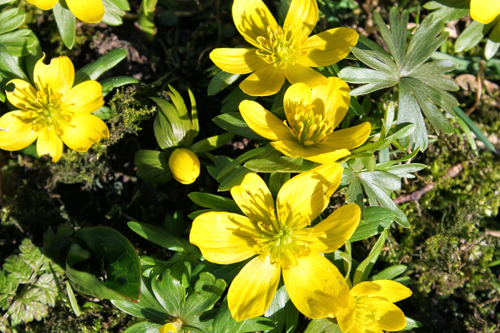 JibberJabberUK: Spring flowers at Hardwick Hall