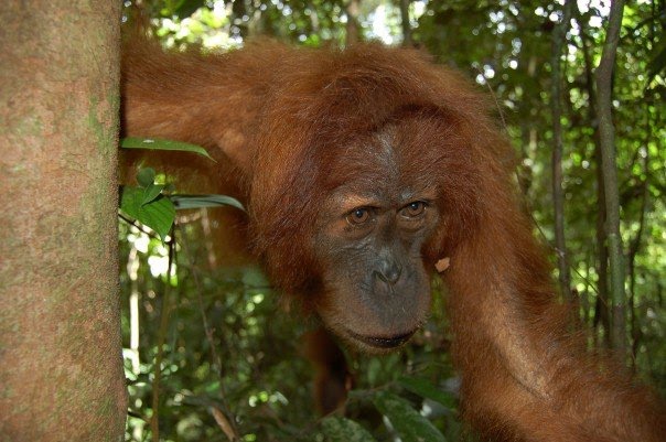 BLOG LaFleur: Cookies Kill Orangutans