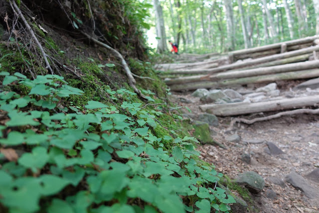 8月の大山夏山登山道