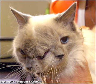 Two Faced Cat the animal phenomena pictures images photos pics gallery